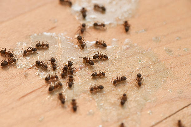 Best Affordable Pest Control Services  in Vidalia, LA
